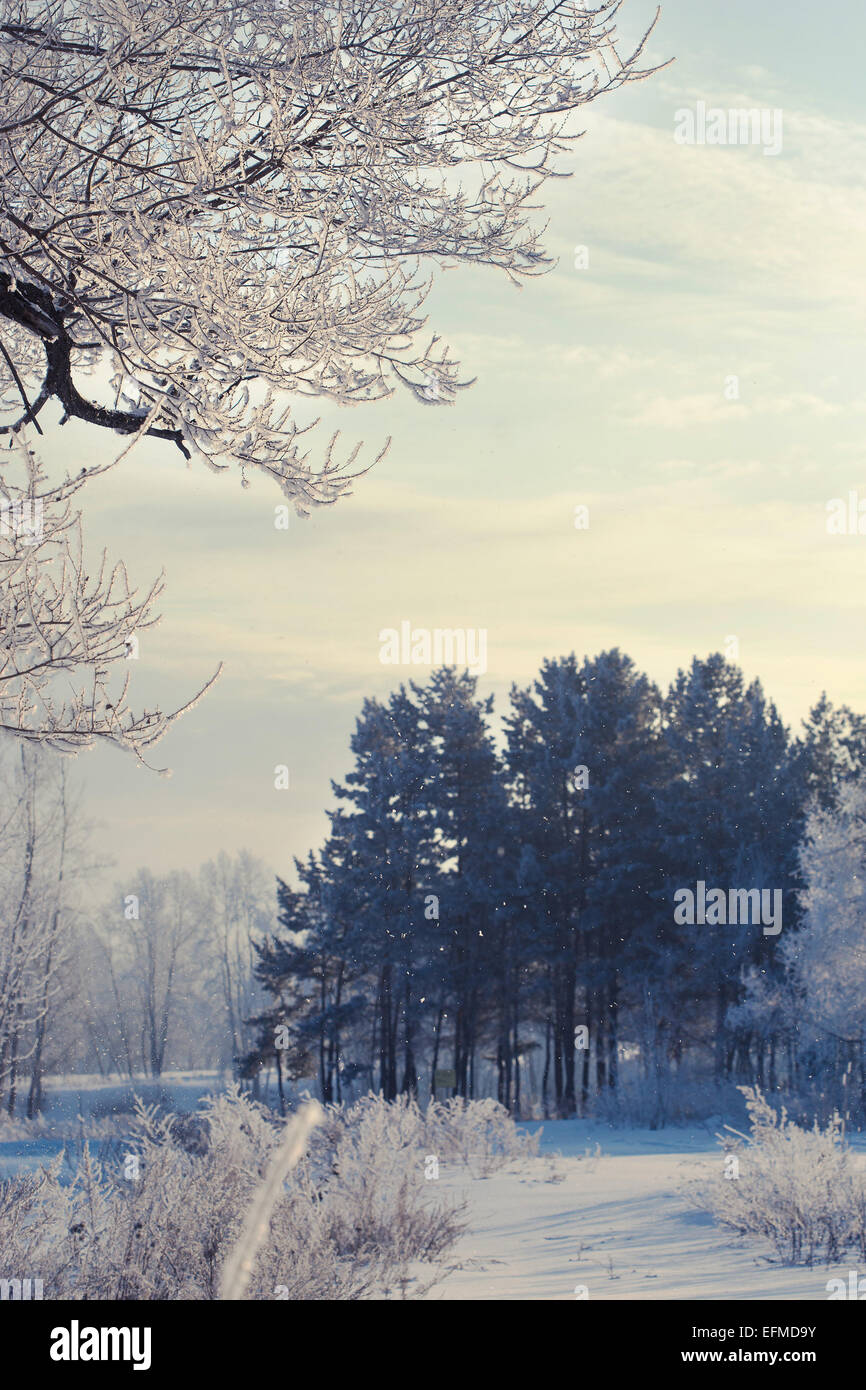 Trees covered fog cold temperature hi-res stock photography and images ...
