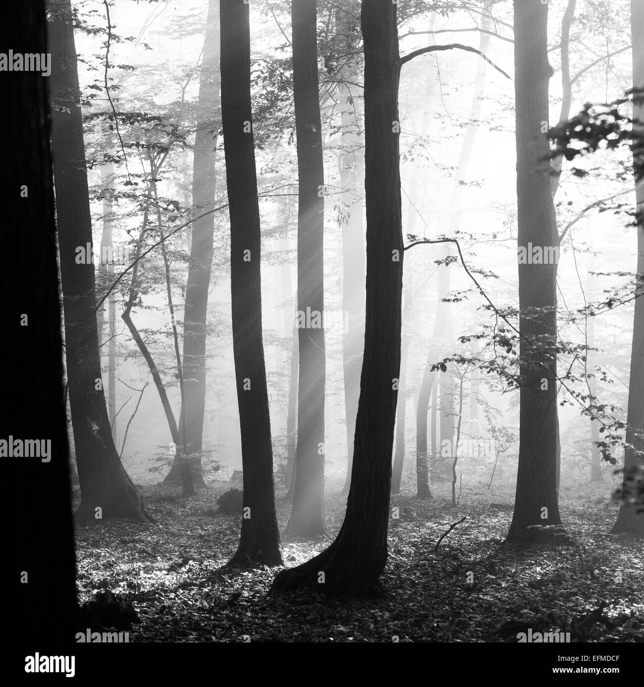 Forest in morning mist Stock Photo