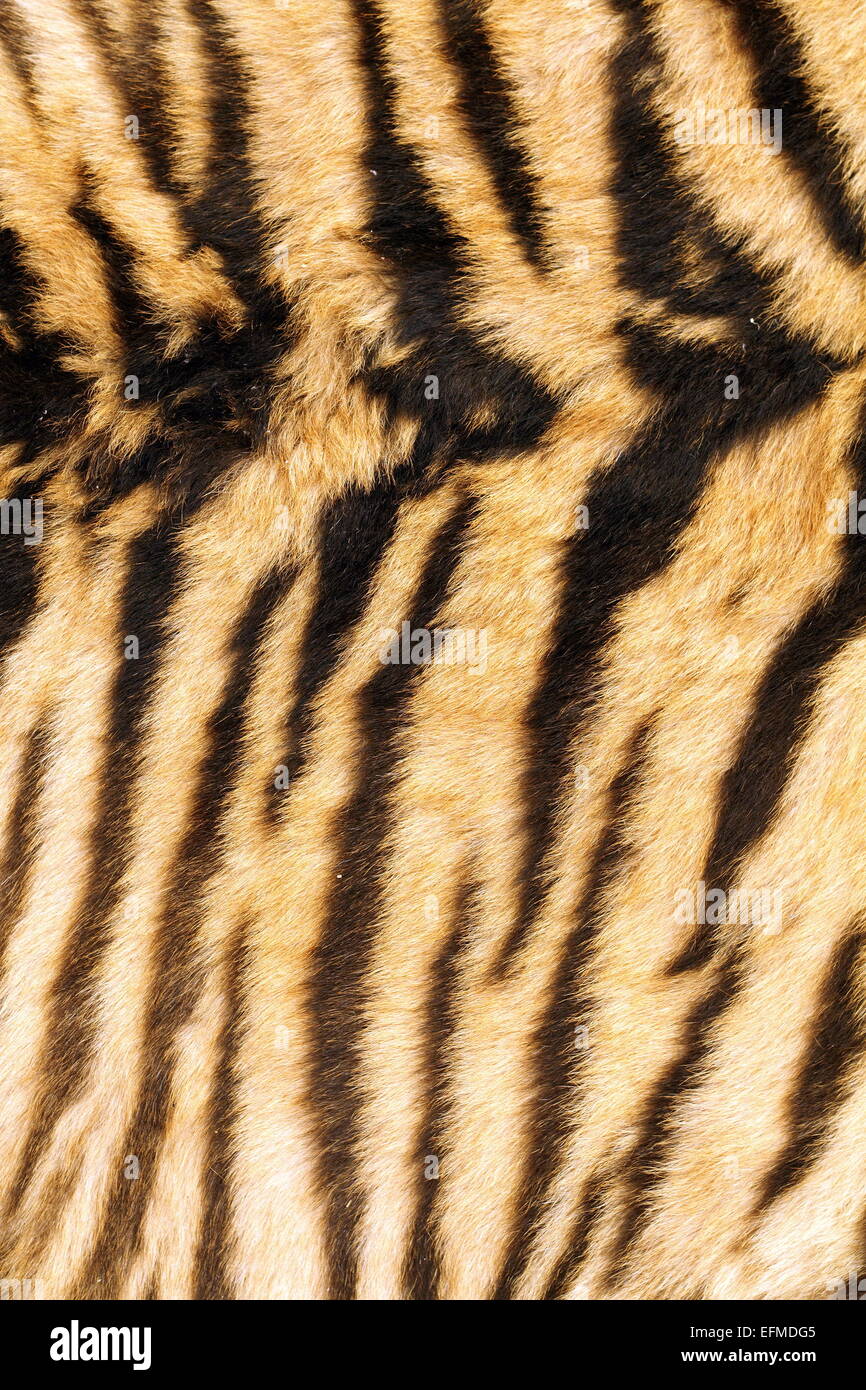 stripes on tiger back, real fur texture Stock Photo
