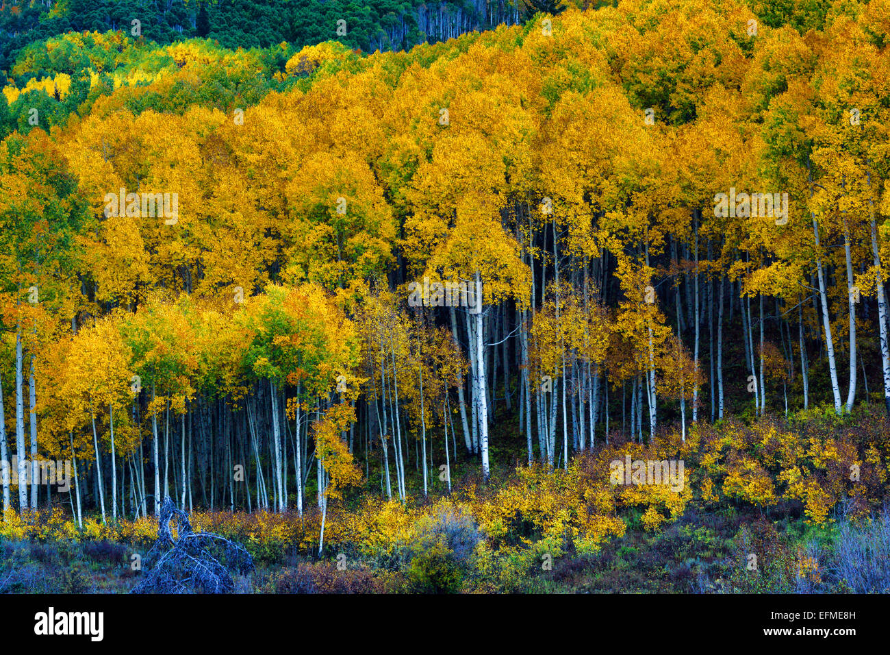 The Aspen trees of the West Elk Mountains come alive alongside Ohio Pass in Colorado during Fall Stock Photo