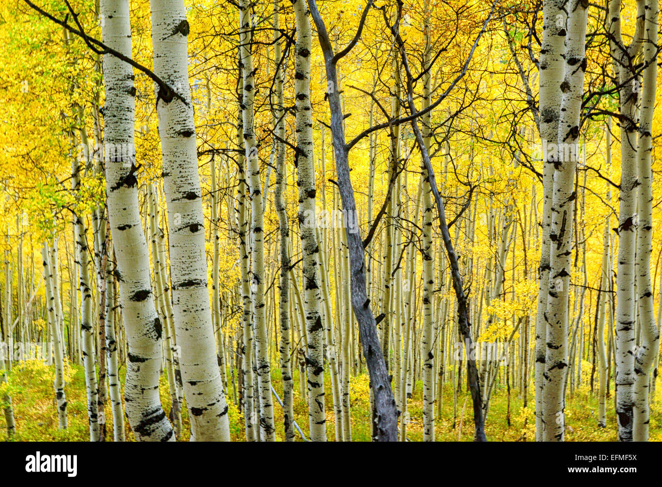 Aspen trees turn the forest completely yellow along Kebler Pass in