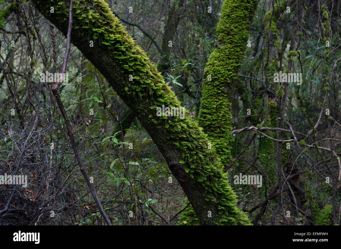 Moss on oak tree Stock Photo Alamy