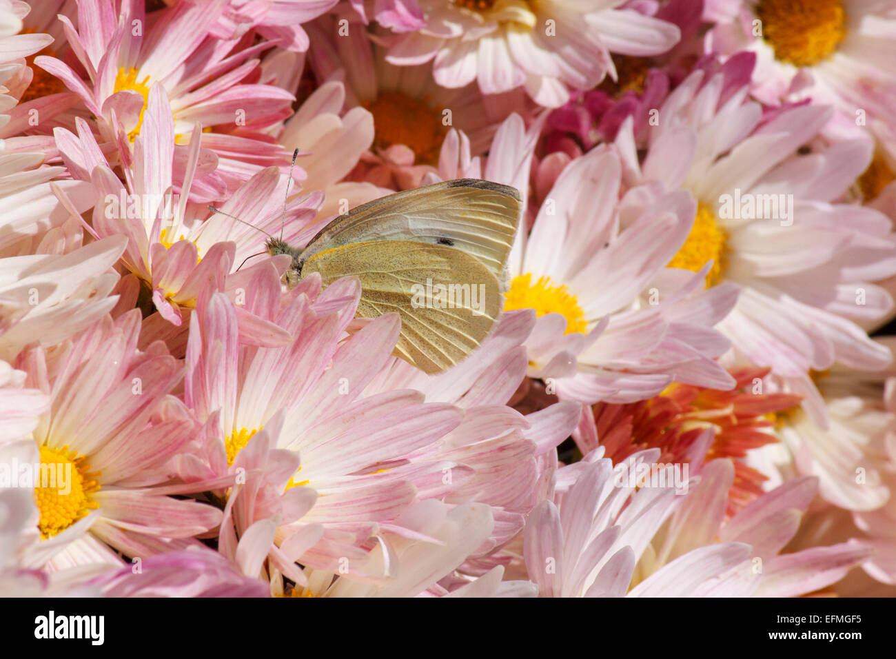 white cabbage butterfly in chrysanthemums in a garden Stock Photo Alamy
