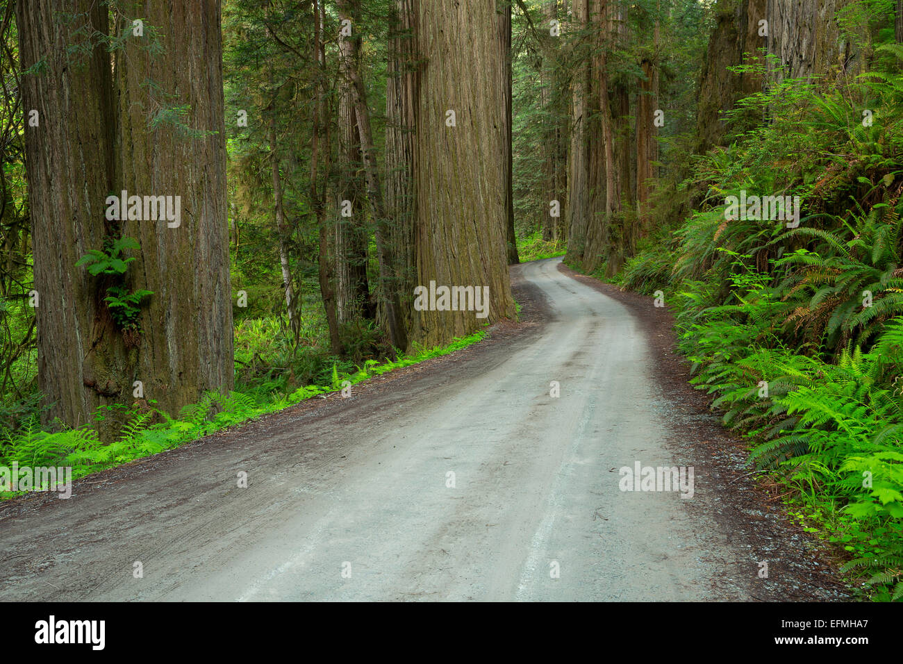 Howland Hill Road winds its way through Redwoods (Sequoia sempervirens