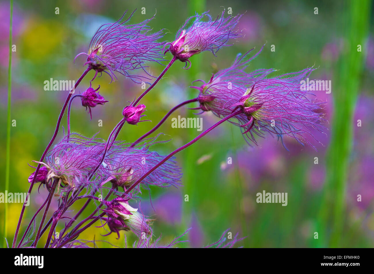 Pasque flowers, a wildflower in the Rocky Mountains, Colorado, United States. Stock Photo