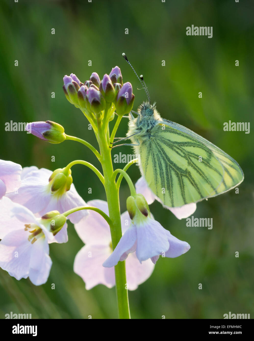 Green Veined White Butterfly on Ladysmock Stock Photo