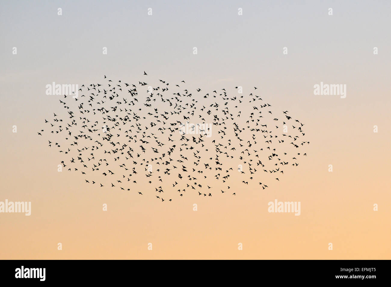 Aberystwyth, Wales, UK. 7th February, 2015. UK weather.  As the sun sets after a perfect winter day, part of a large flock of starlings passes over the end of Royal Pier, Aberystwyth, forming an almost perfect ellipse Credit:  John Gilbey/Alamy Live News Stock Photo