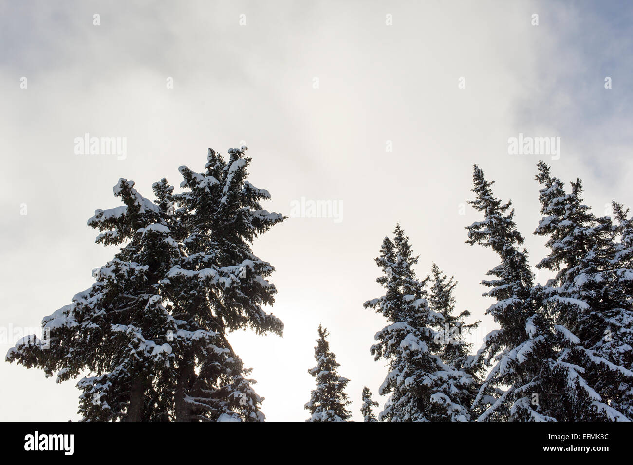 Pine trees covered by snow viewed from below Stock Photo - Alamy