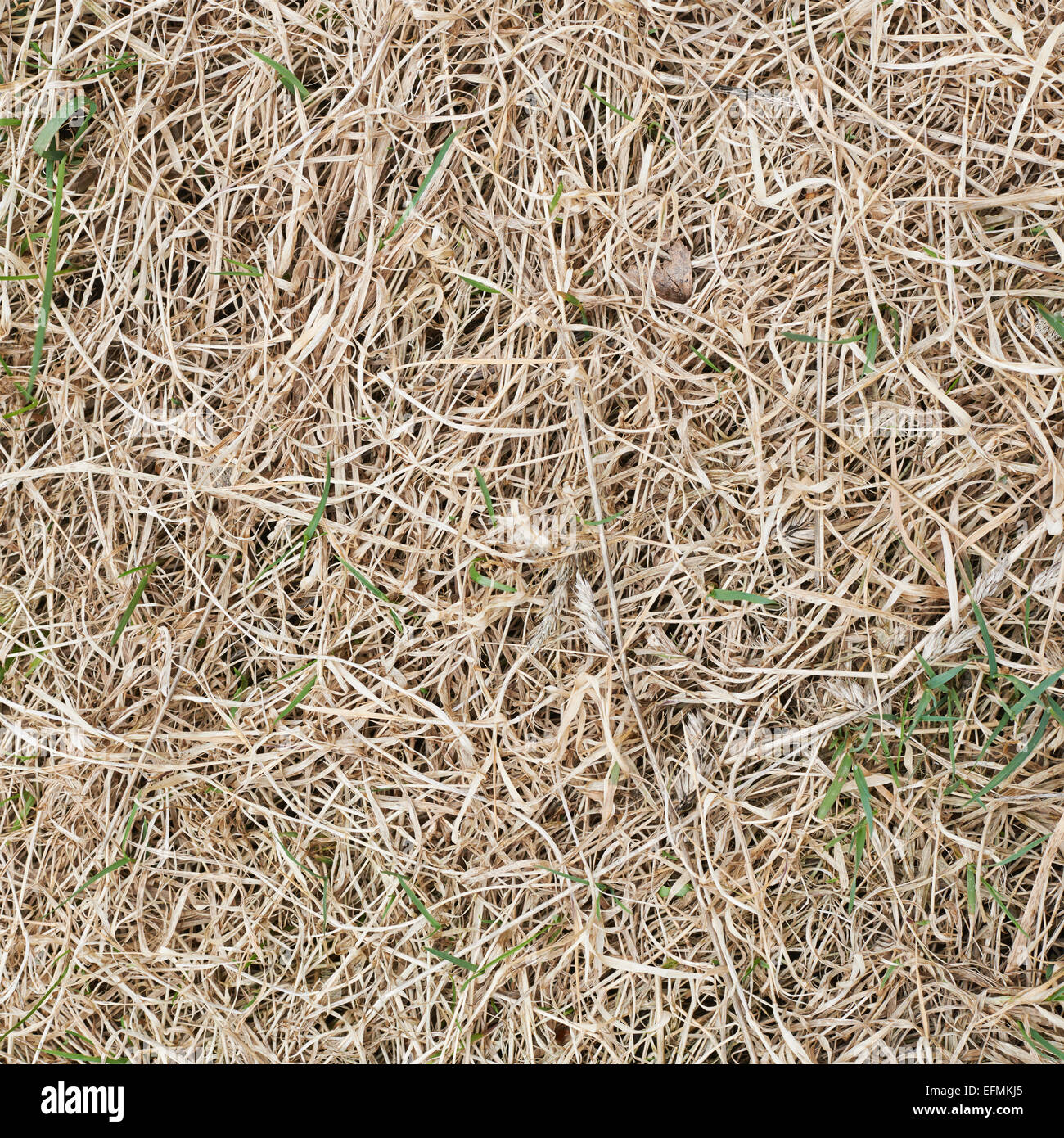 Dry grass field hi-res stock photography and images - Alamy