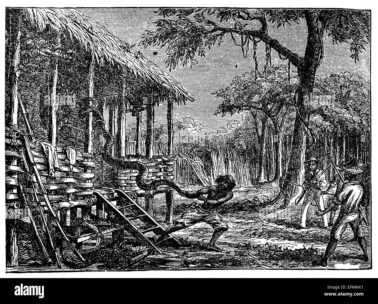19th century engraving of pulling a python off a hut in Java Stock Photo