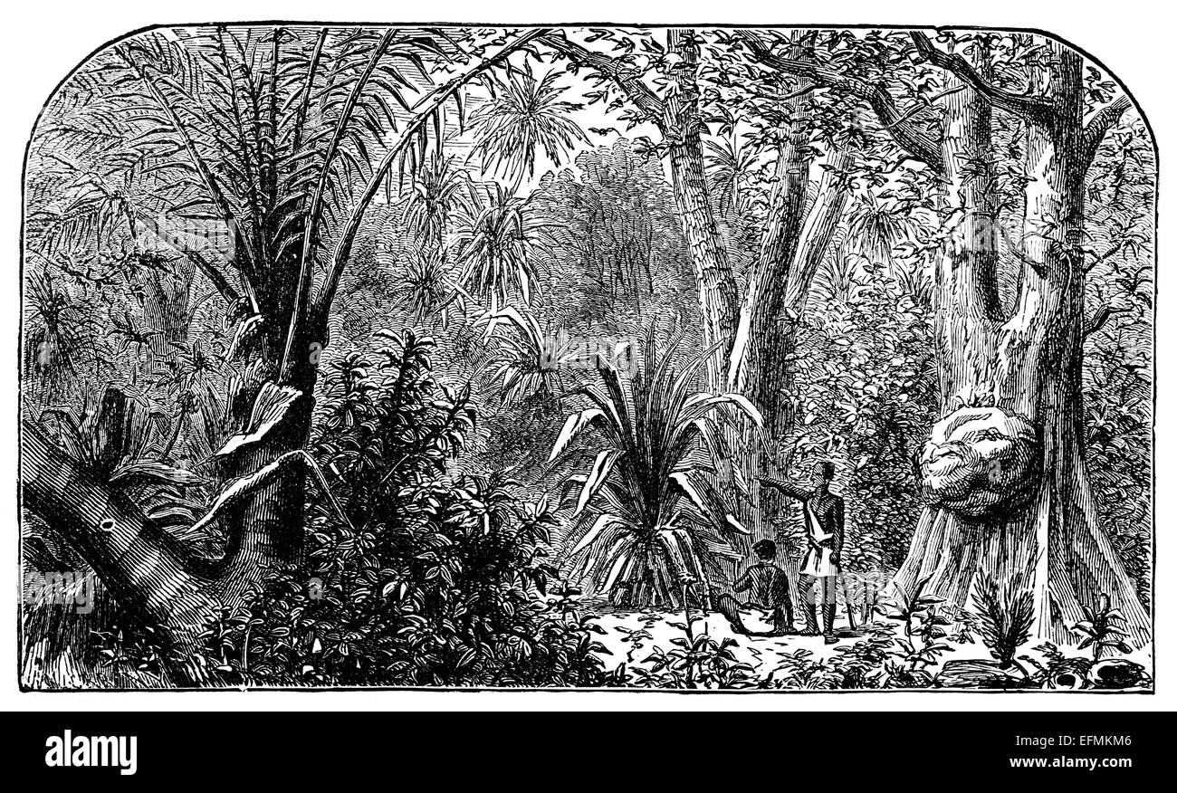 Amazon Jungle Drawing High Resolution Stock Photography And Images Alamy Amazon Jungle Drawing High Resolution Stock Photography And Images Alamy