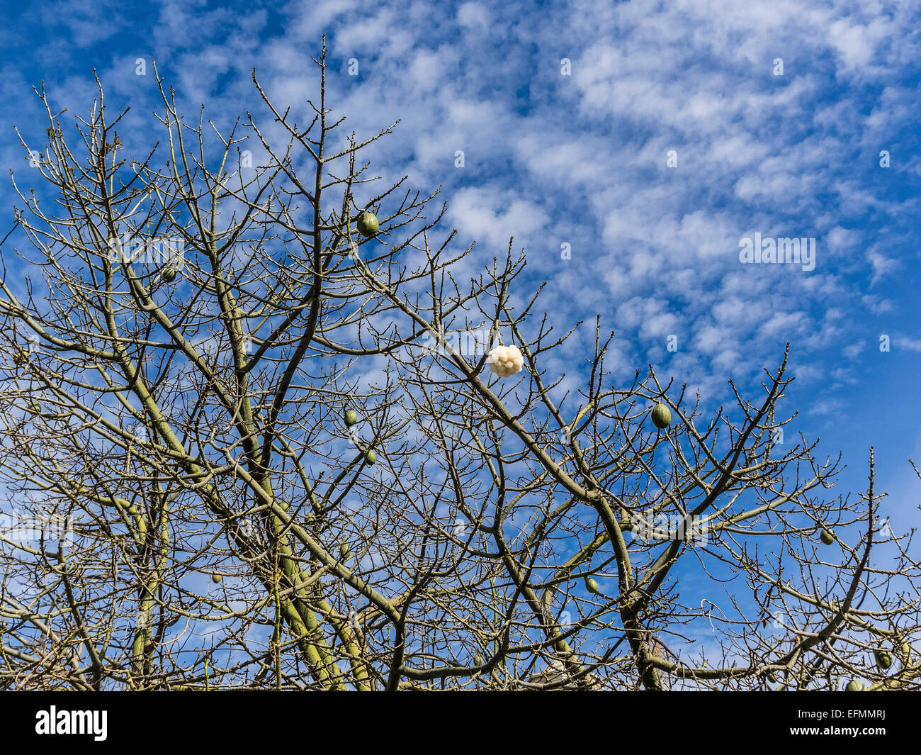 The Silk Floss Tree Ceiba Speciosa Formerly Chorisia Speciosa In Winter Without Leaves But With Large Green Pods Stock Photo Alamy The Silk Floss Tree Ceiba Speciosa Formerly Chorisia Speciosa In Winter Without Leaves But With Large Green Pods Stock Photo Alamy