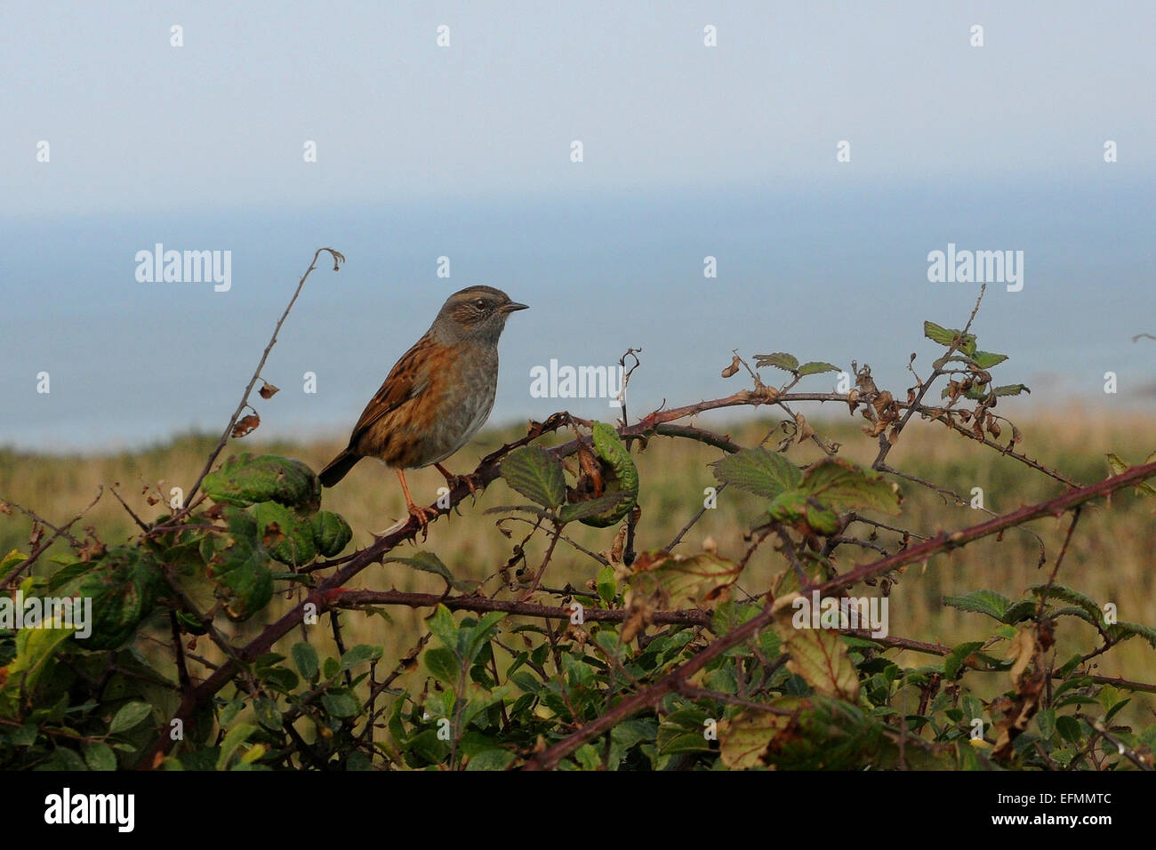 Linnet at Bedruthan Steps, Cornwall Stock Photo