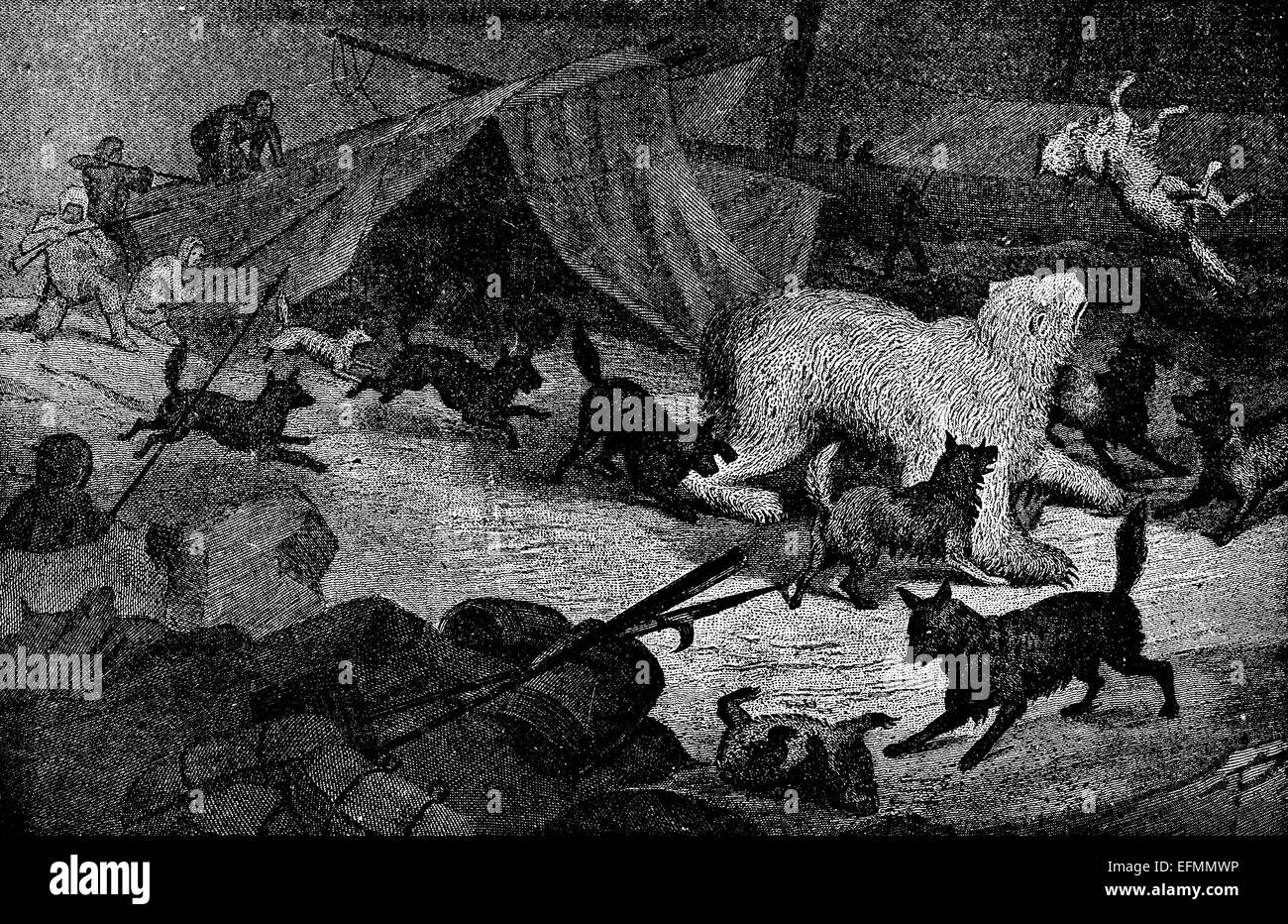 19th century engraving of a polar bear attacking a camp in the arctic Stock Photo