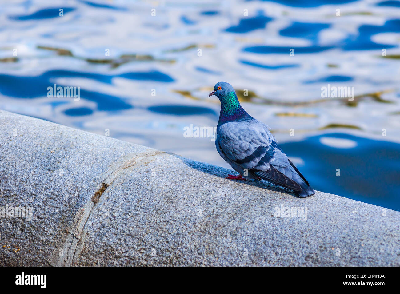 Common city pigeon on an embankment parapet against the background of water Stock Photo