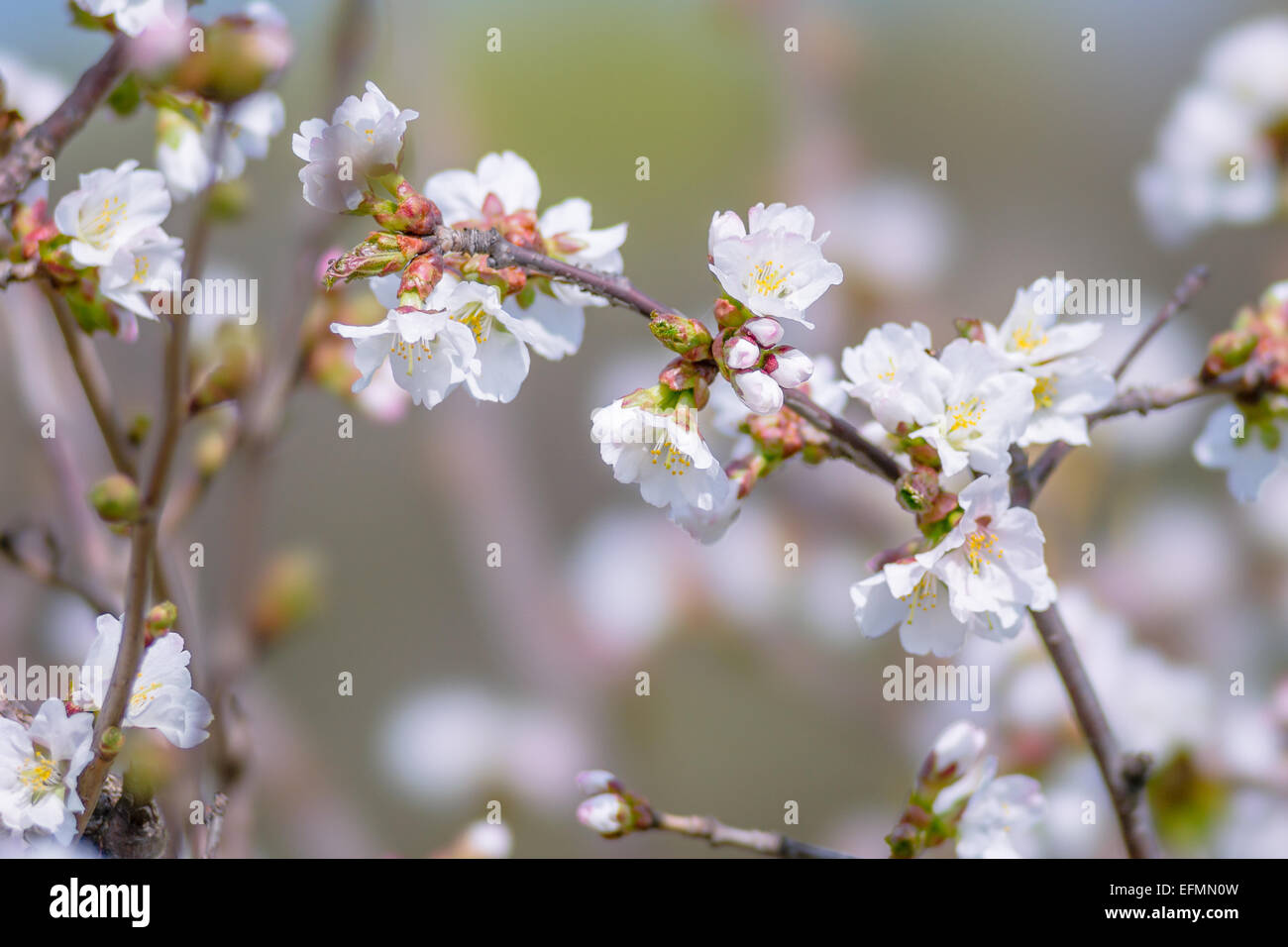 Sakura flowers - Japanese Cherry Blossom Stock Photo - Alamy