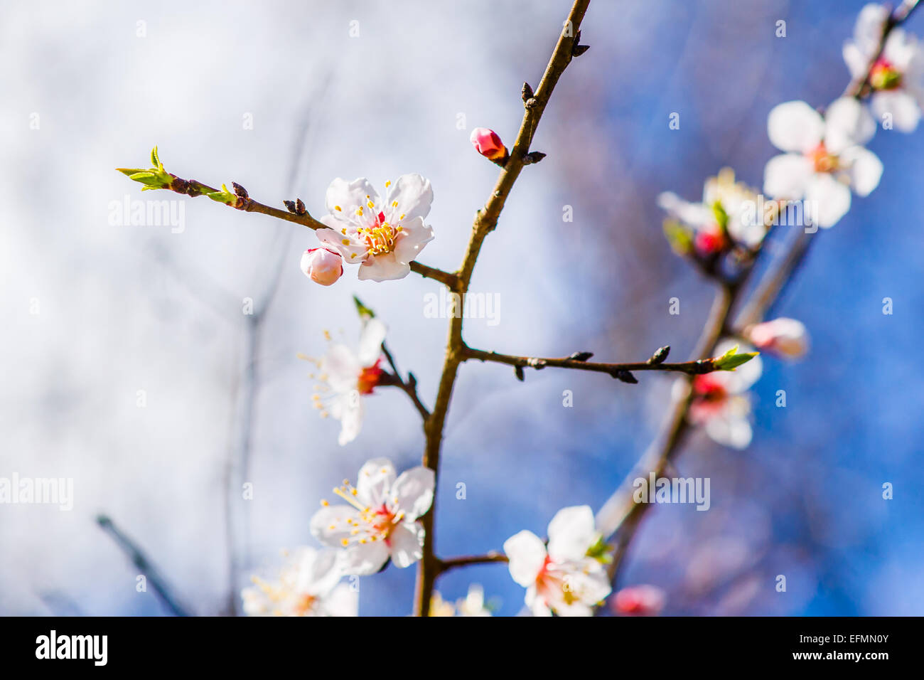 Sakura flowers - Japanese Cherry Blossom Stock Photo