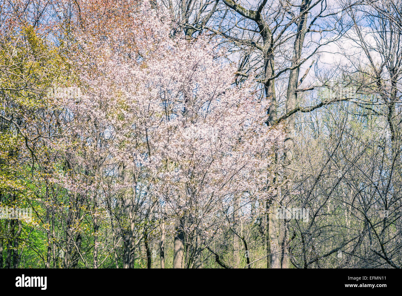 Sakura tree in full bloom. Sakura is the Japanese cherry tree Stock ...