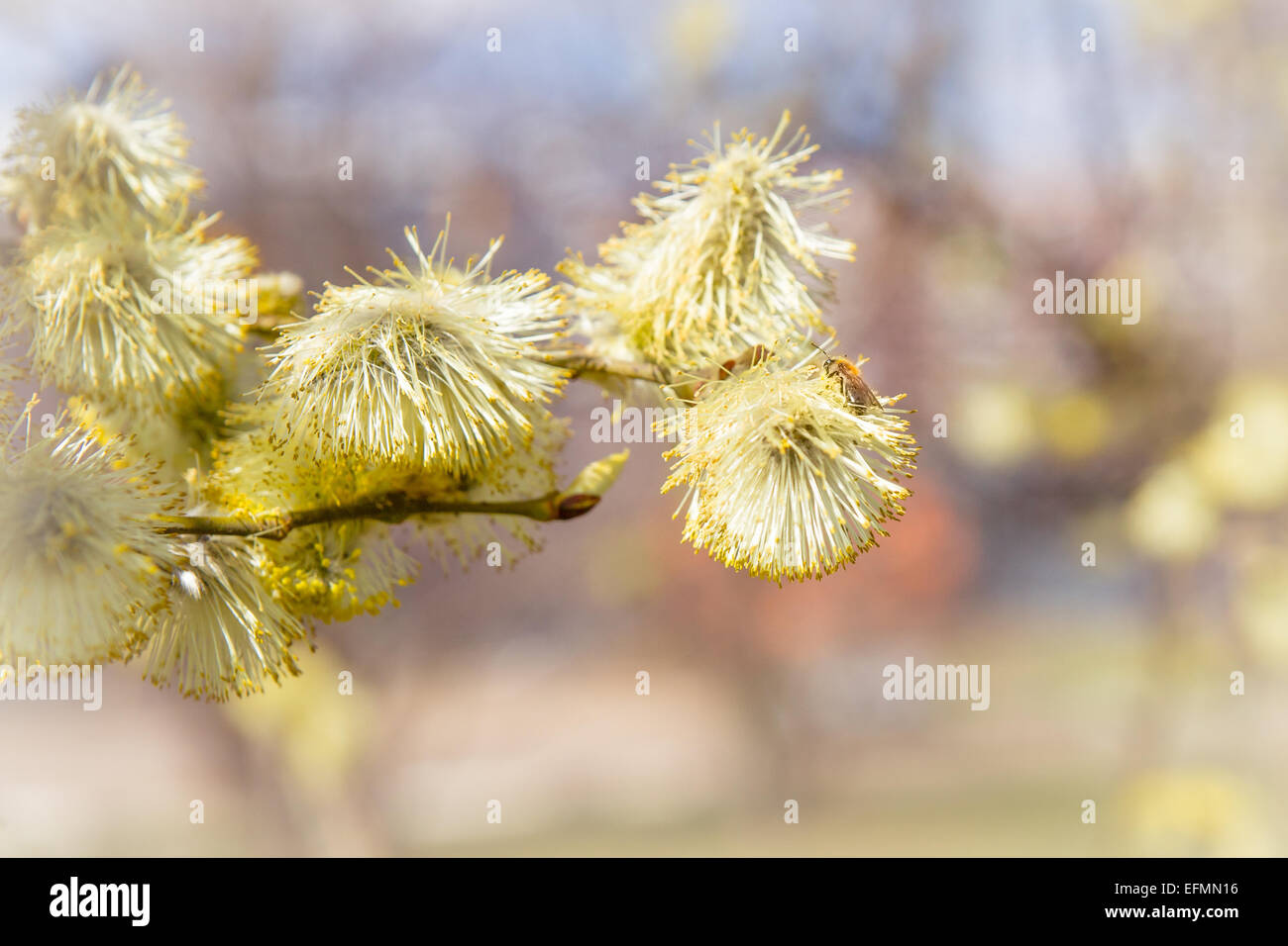Willow catkins in springtime and first bees at pollination work Stock Photo