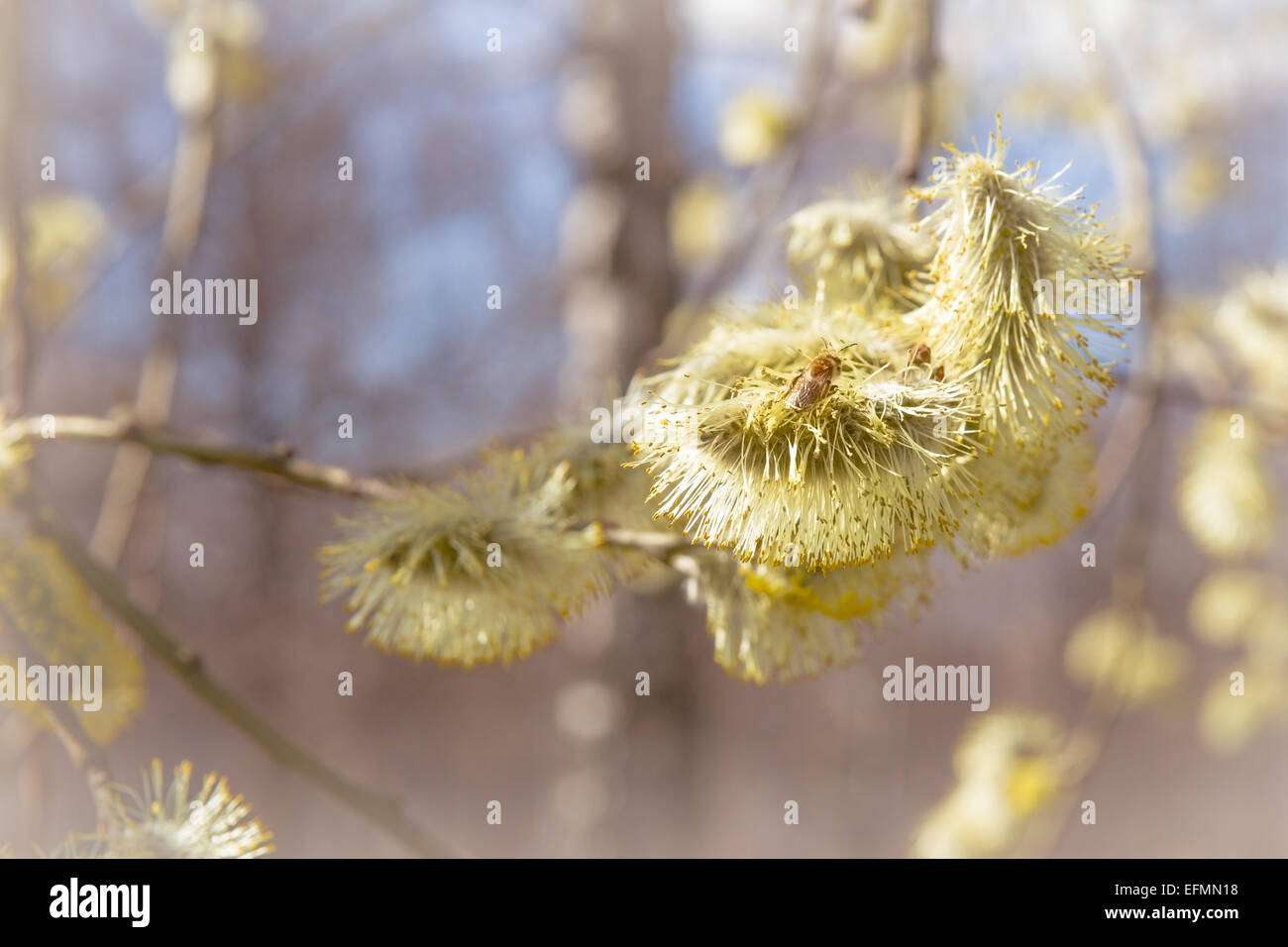 Willow catkins in springtime and first bees at pollination work Stock Photo
