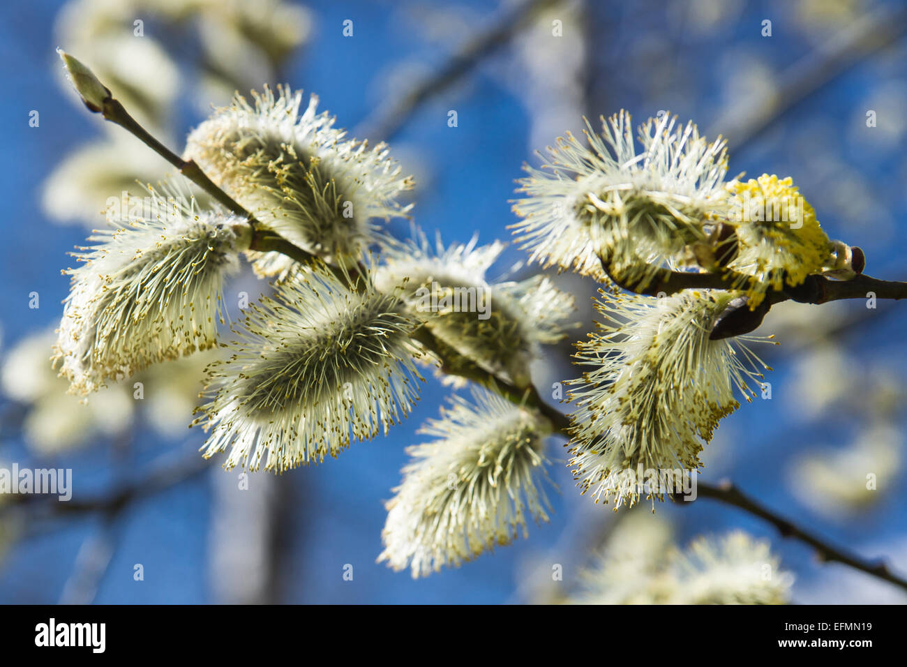 Willow catkins in springtime Stock Photo