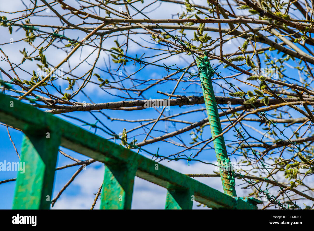 Spring is everywhere - unfolding leaves of a tree, a fence and barbed wire of green color Stock Photo