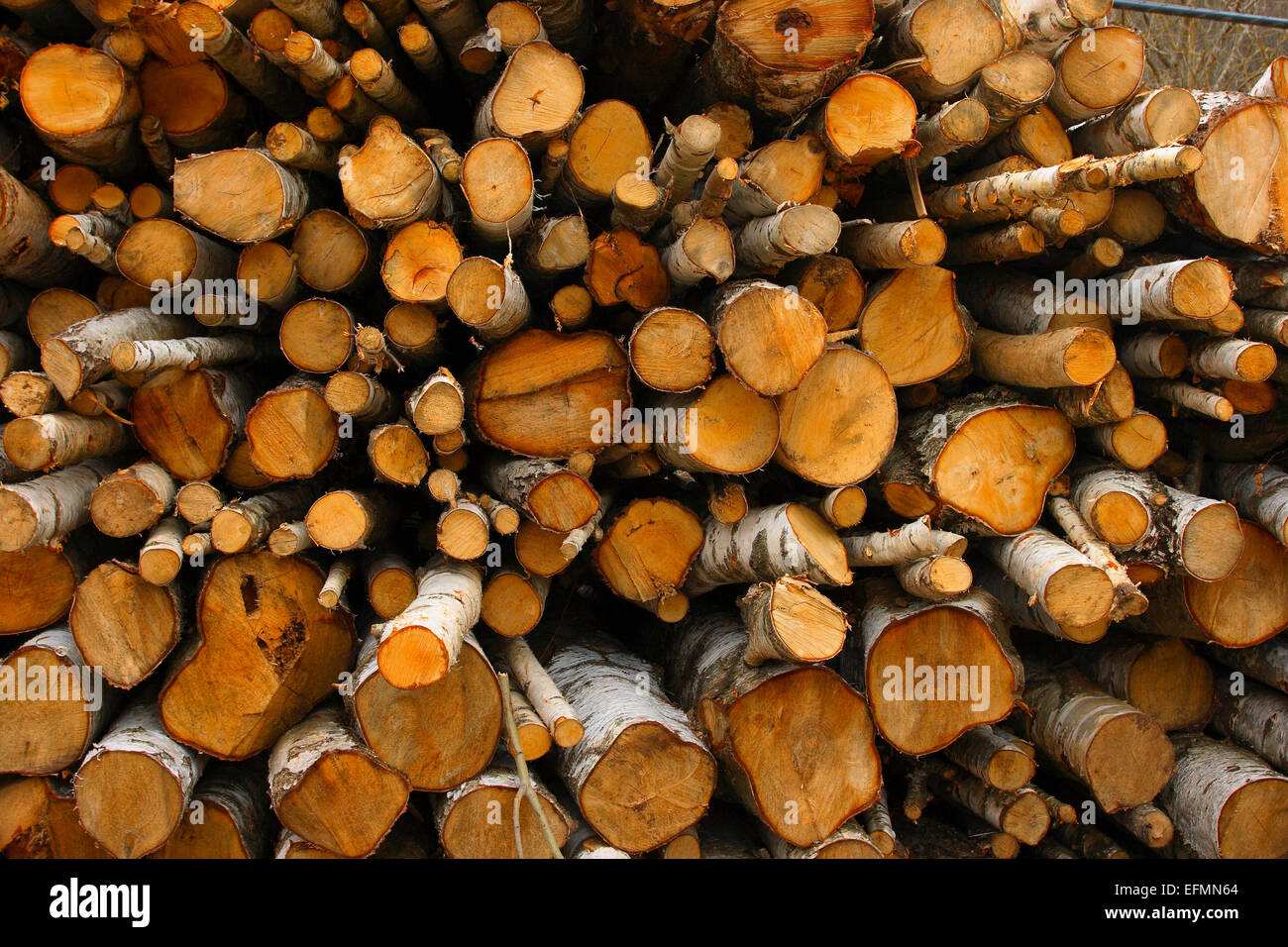 Pile of cutted trunks of Silver Birch Trees (Betula pendula) Stock Photo