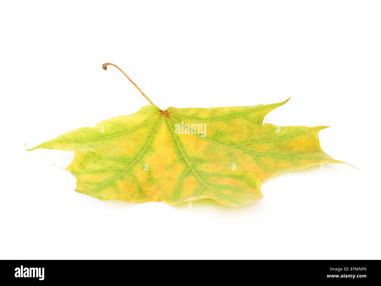 Green autumn maple leaf isolated Stock Photo - Alamy