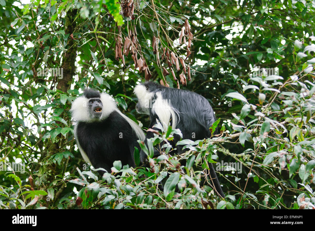 Black and white colobus monkeys in Nyungwe Forest National Park, Rwanda Stock Photo