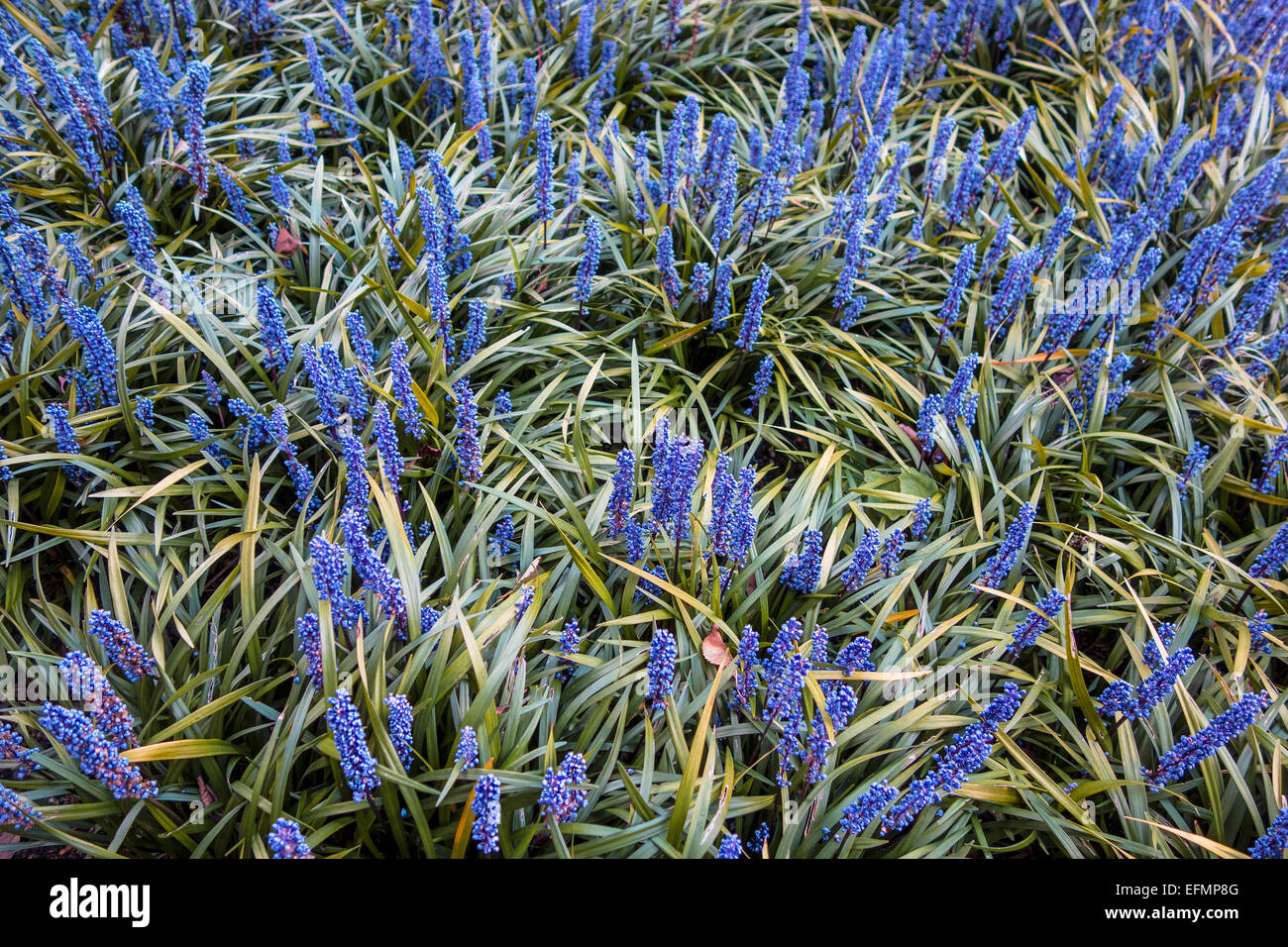 Liriope Muscari Lily Turf Blue Flower Stock Photo Alamy