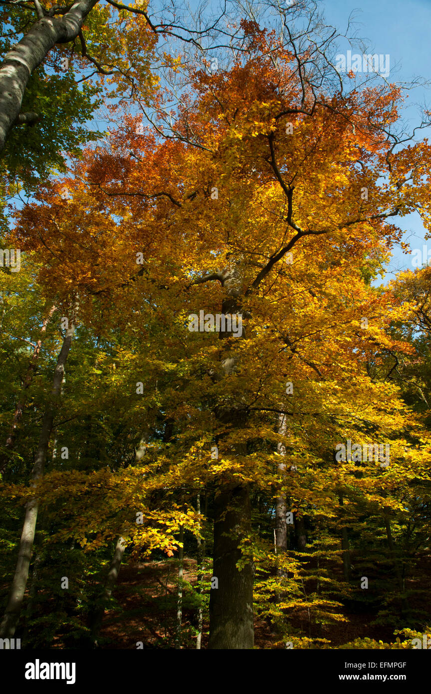 Trees In Germany European Beech is a native broad leave tree in Europe and here growing ...