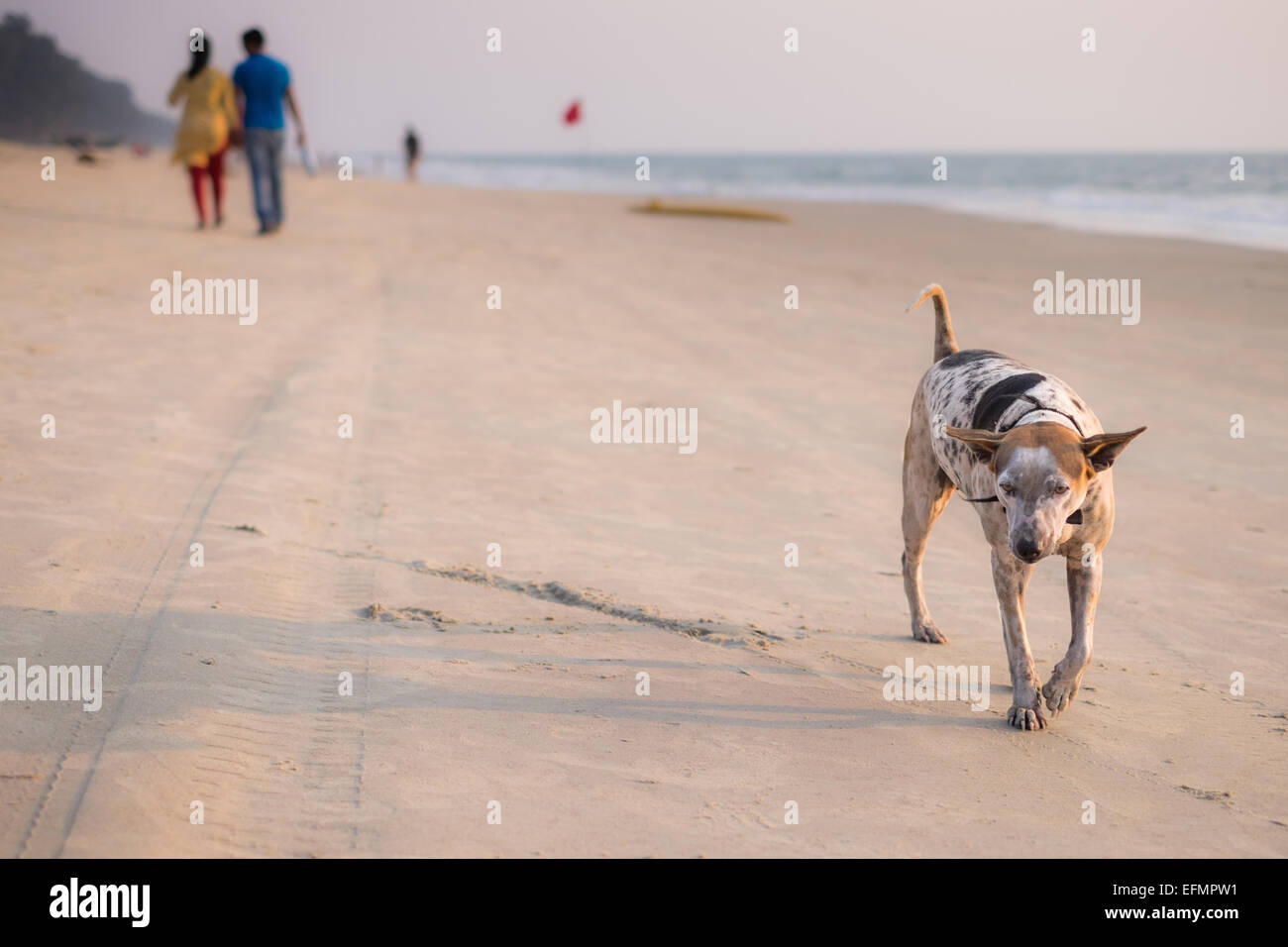 Dog, Majorda Beach, Goa, India Stock Photo