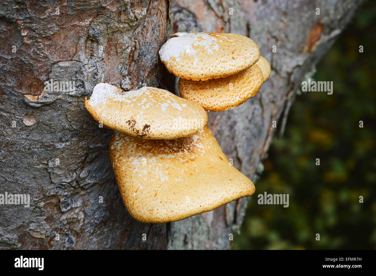 Scaly Polypore bracket fungus on Sycamore tree Stock Photo