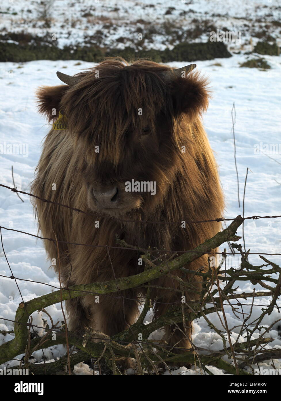 Portrait of a red Highland Cattle calf. Stock Photo