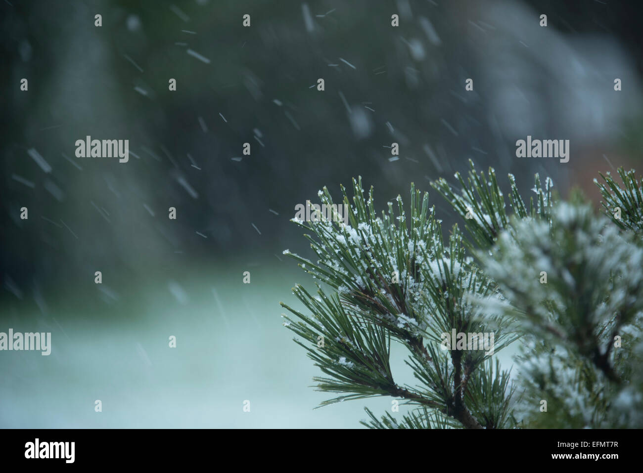 Snowing on the pines. Stock Photo
