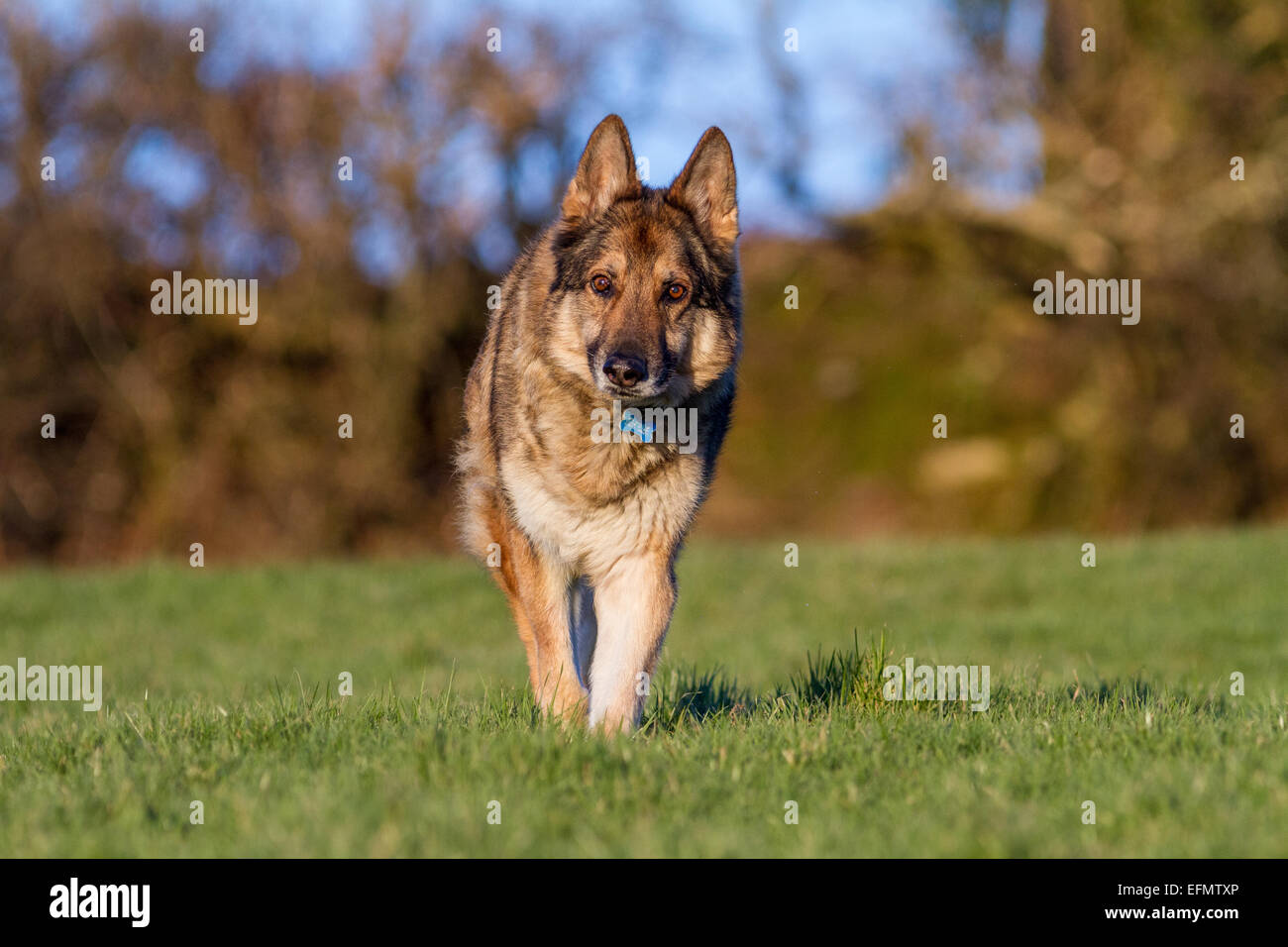 German Shepherd Dog on grass moving towards and looking straight at the camera. He has a collar and tag. Stock Photo