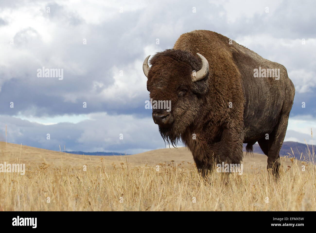 American Bison, 'buffalo'  Environmental Portrait in prairie grasslands of an Indian reservation in western Montana, USA Stock Photo