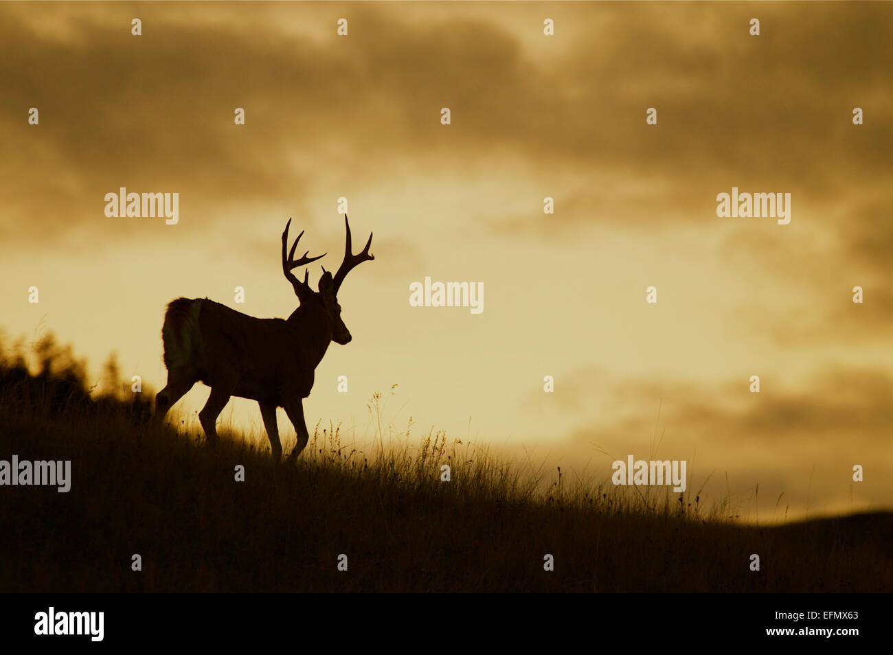 Whitetail Buck walking into the sunset, during deer hunting season in the mid-western USA Stock Photo