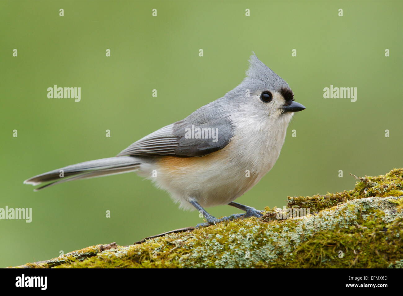 Tufted Titmouse, Baeolophus bicolor, perched on a mossy log with a natural green woodland background. Stock Photo