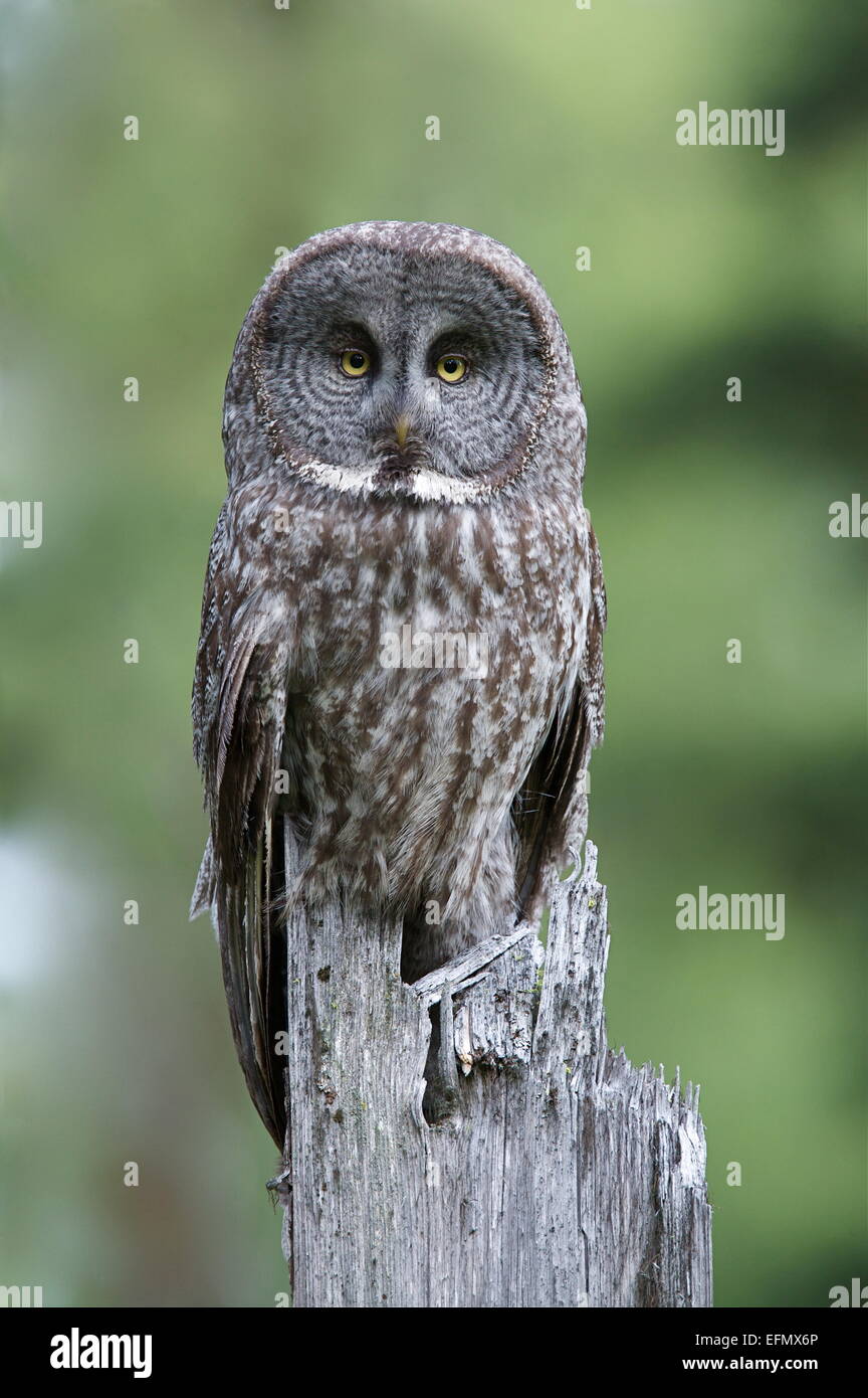 Great Grey Gray Owl, Strix nebulosa, the largest owl in North America, in forest habitat, Okanogan Highlands,  Washington state Stock Photo