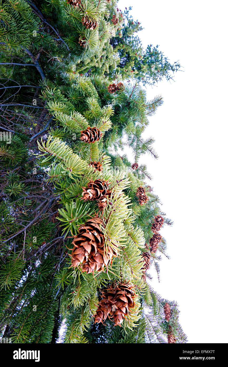Tree in nature hi-res stock photography and images - Alamy