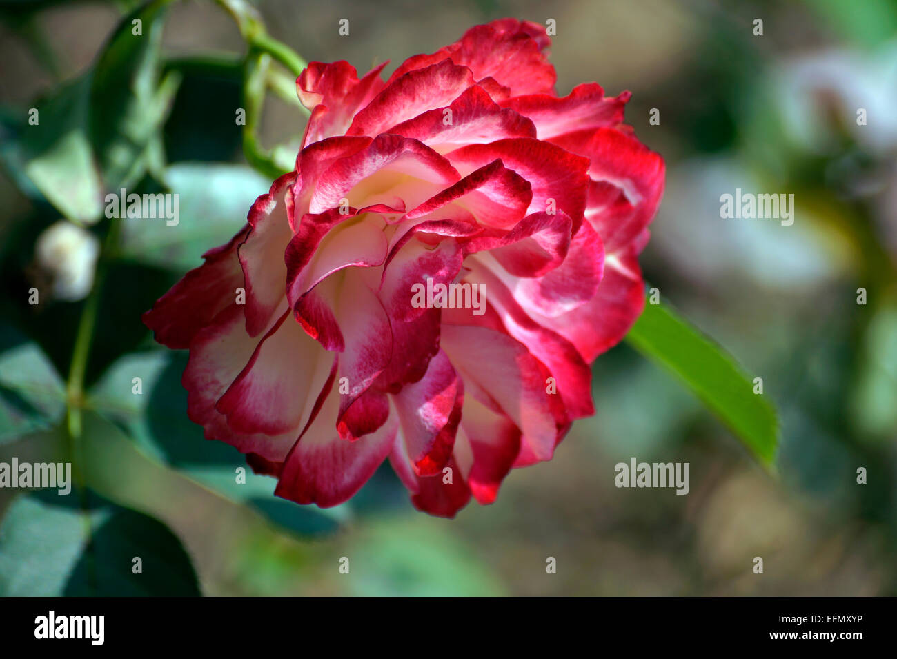A flower Stock Photo
