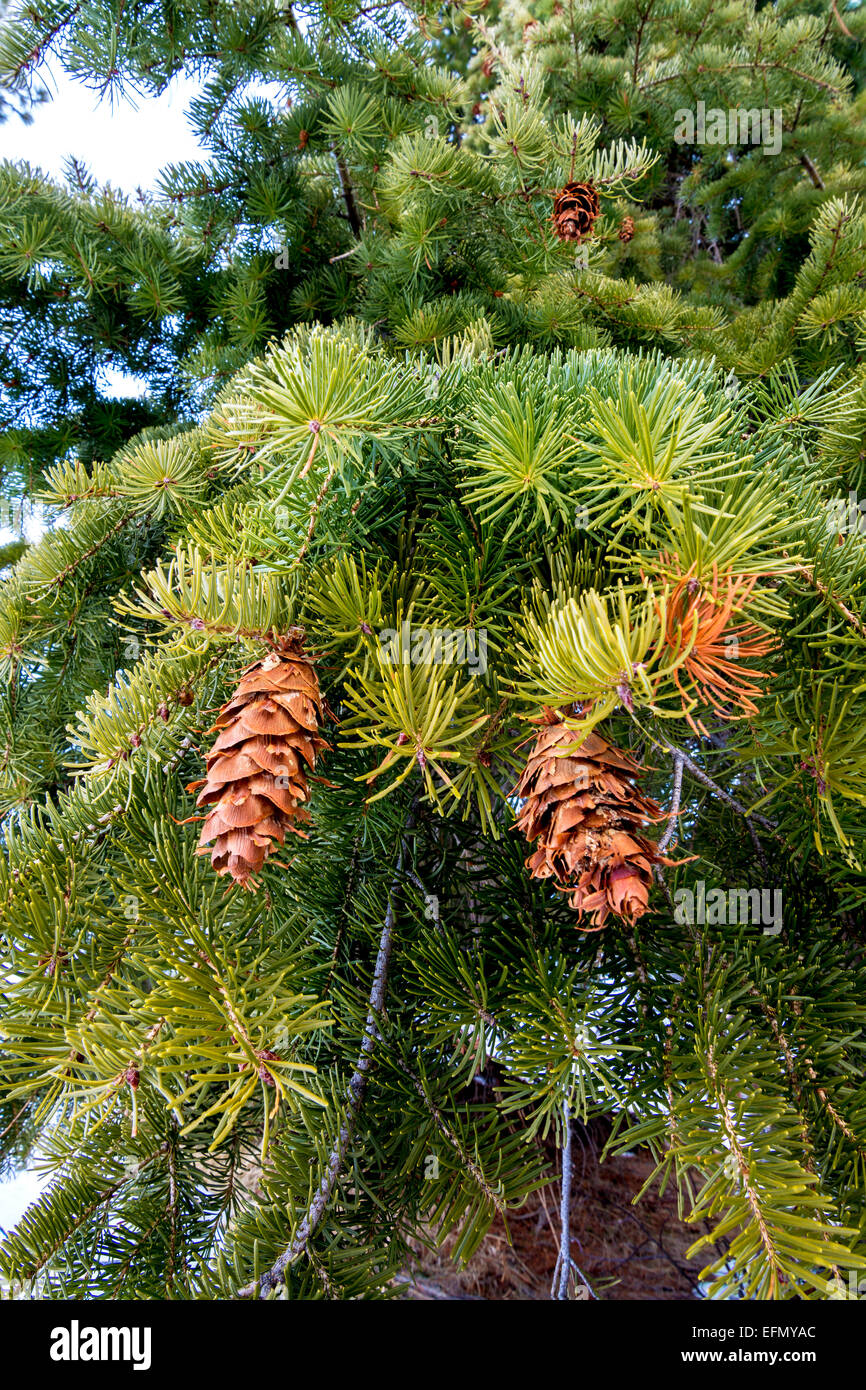 Pine tree with many pine cones Stock Photo Alamy