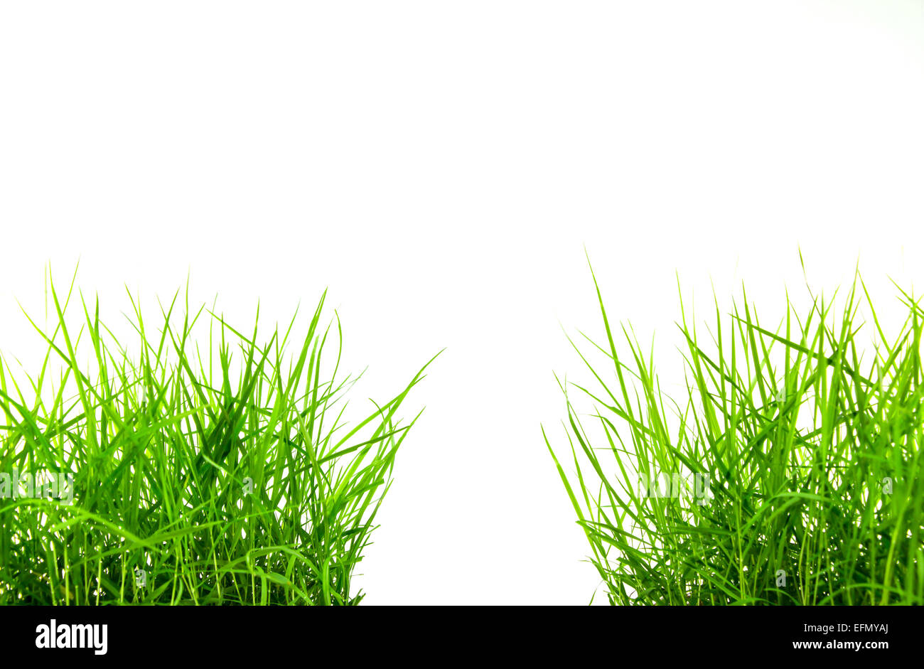 Green grass isolated on white background Stock Photo - Alamy