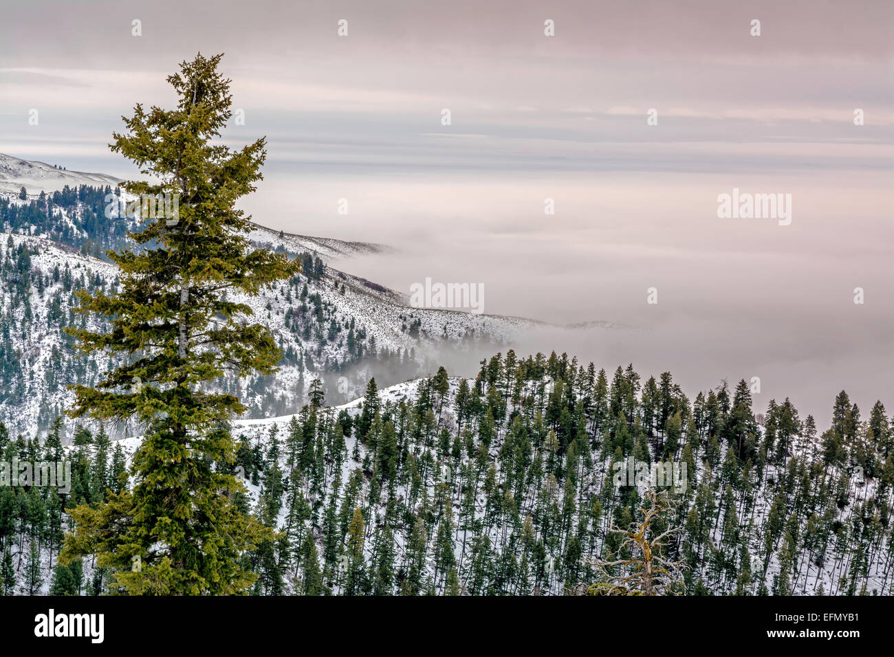 Evergreen Trees Boise