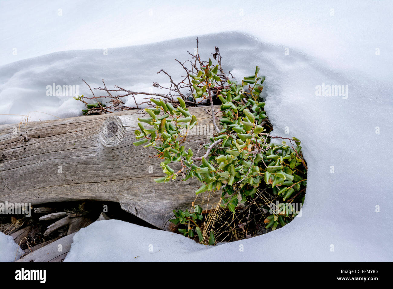 Winter in the forest finds a log and snow Stock Photo - Alamy