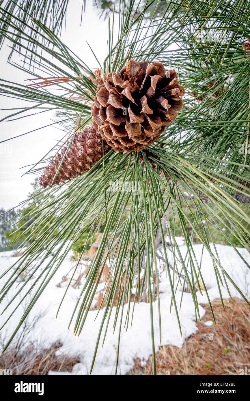 Cone needles tree trees nature hires stock photography and images Alamy