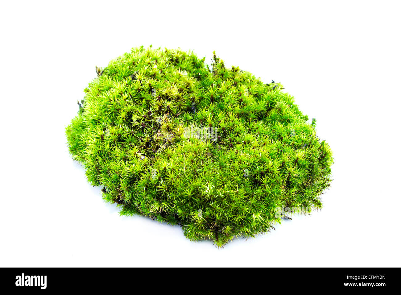 Green moss on white background Stock Photo - Alamy