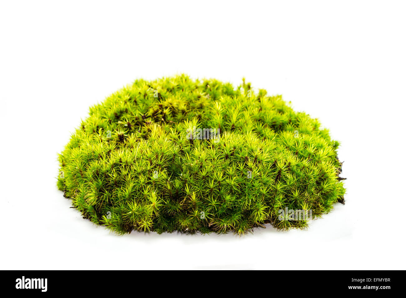 Green moss isolated on white background Stock Photo