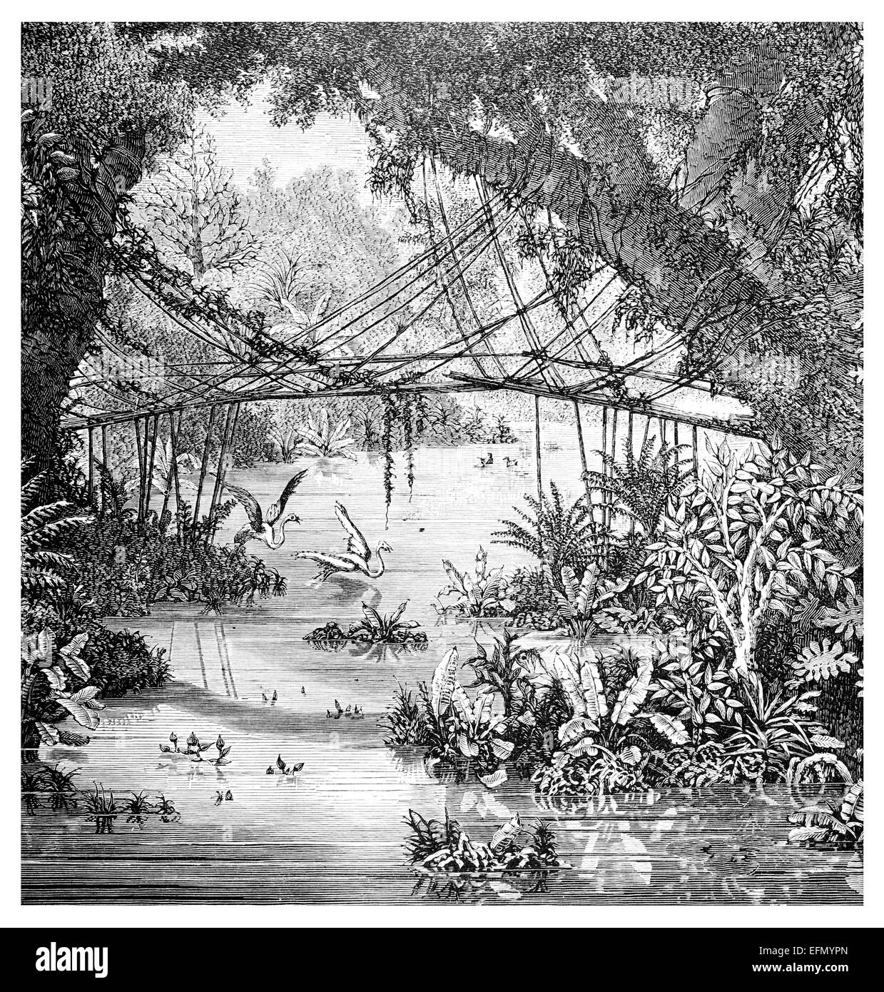 Victorian engraving of a  jungle scene, Darjeeling, India Stock Photo